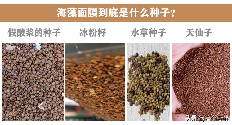 海藻面膜到底是什么种子?海藻面膜的功效与作用?(揭秘真相)