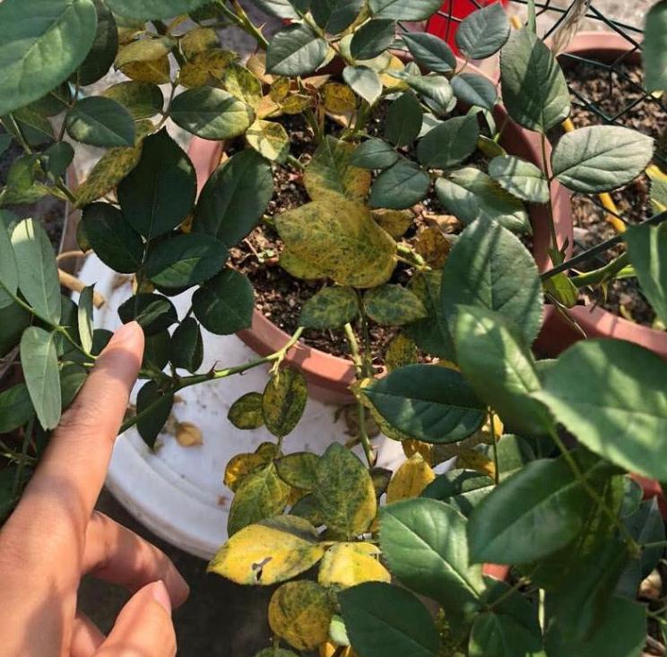 什么样的花好养又耐活,哪些花坑人