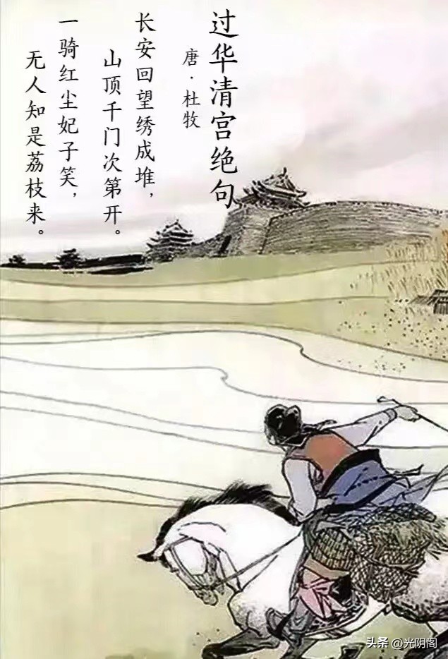 杨贵妃荔枝多少钱一棵,杨贵妃妃子笑荔枝多少钱一颗