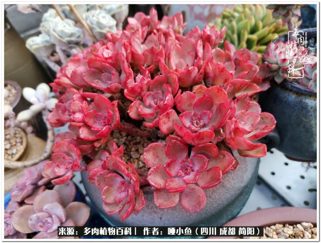 看世间繁华品一生,看世间繁华品人生美味