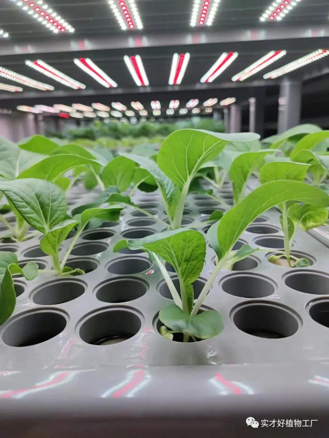 植物工厂真的存在,植物工厂原理