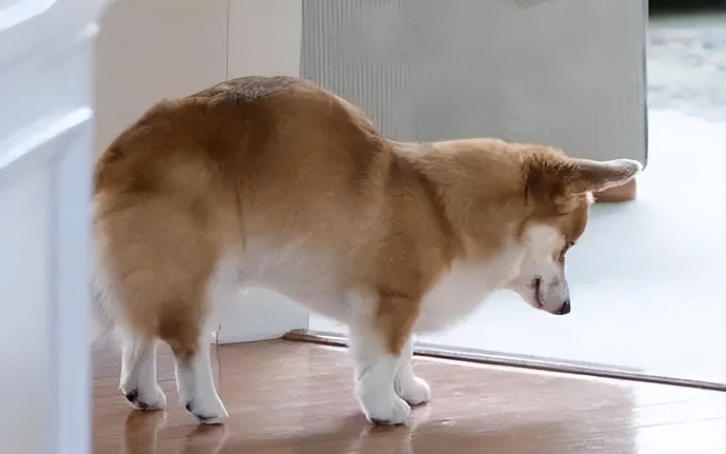 狗狗间断性弓背发抖尖叫行动缓慢,狗狗弓背发抖后腿无力怎么治疗