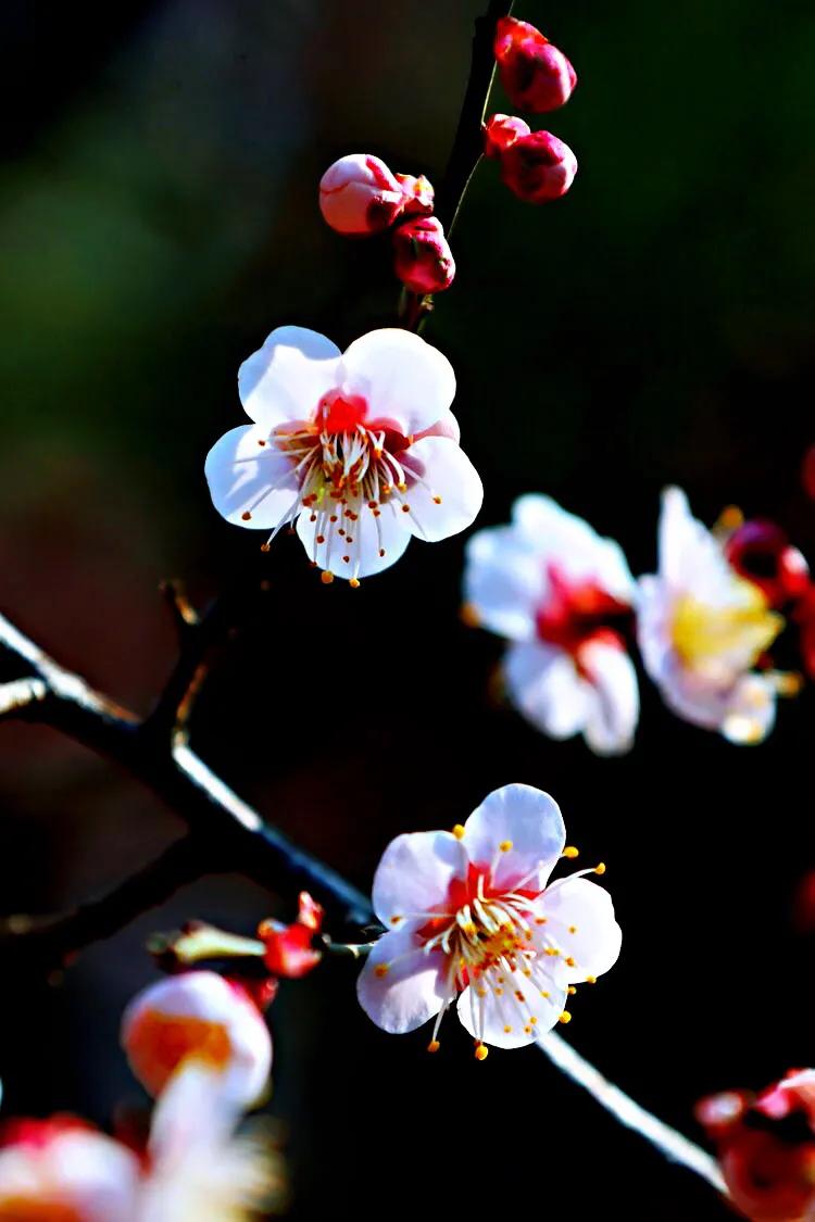 白梅蕴含的品格,白梅寓意