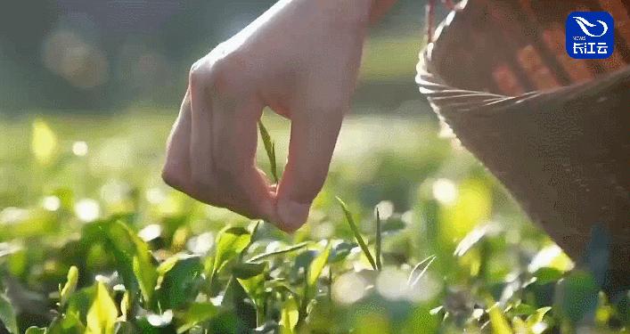 1+1＞2！“湖北茶”正用一种新方式俘获年轻人的味蕾