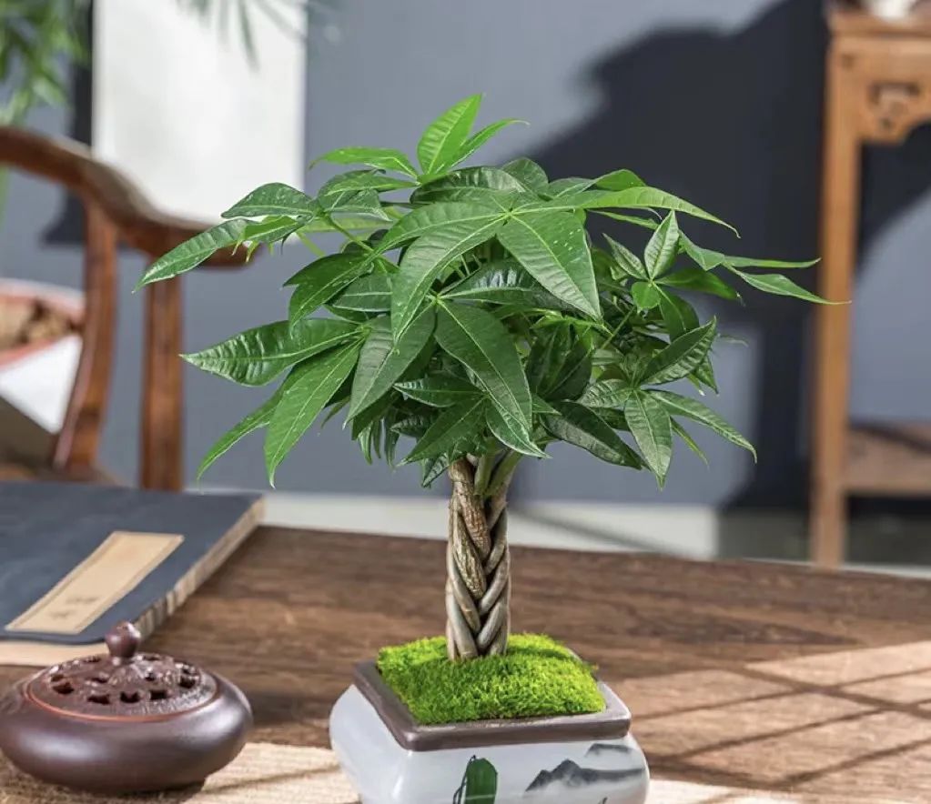 养花就养这几种高端大气上档次,养花养得又好又快的秘诀