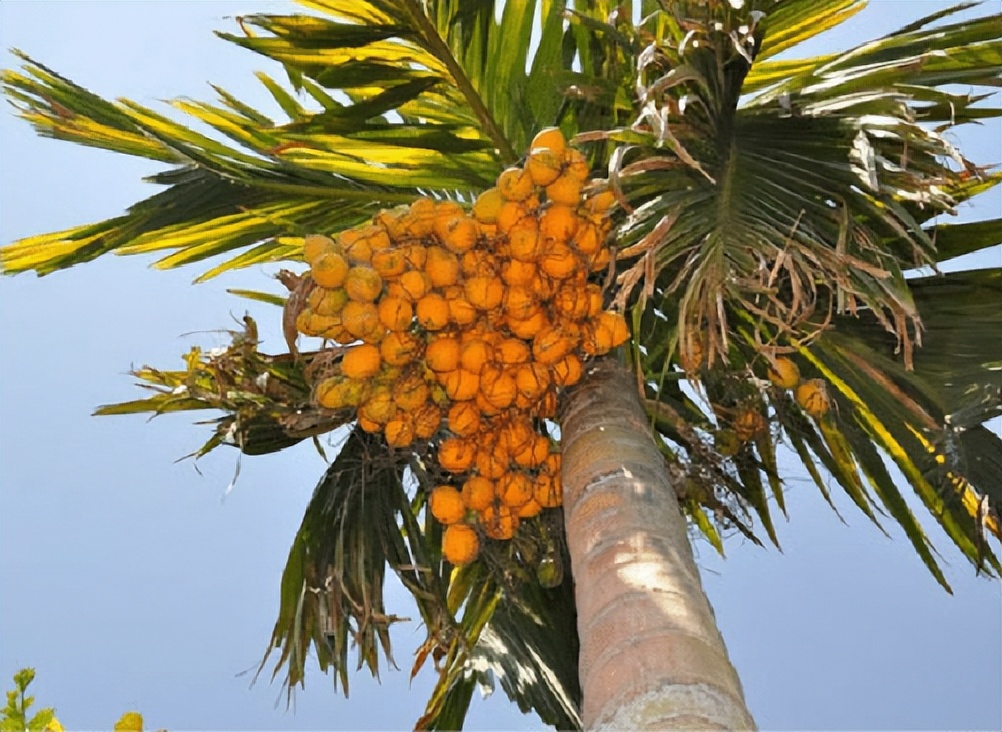 槟榔为什么可以合法种植,槟榔被哪些国家严禁种植了