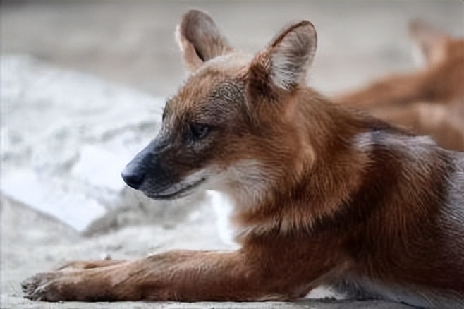 祁连山发现猛兽,祁连山发现的雪豹