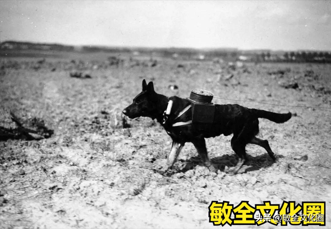 以后，我们一起去遛机器狗，相亲交友！