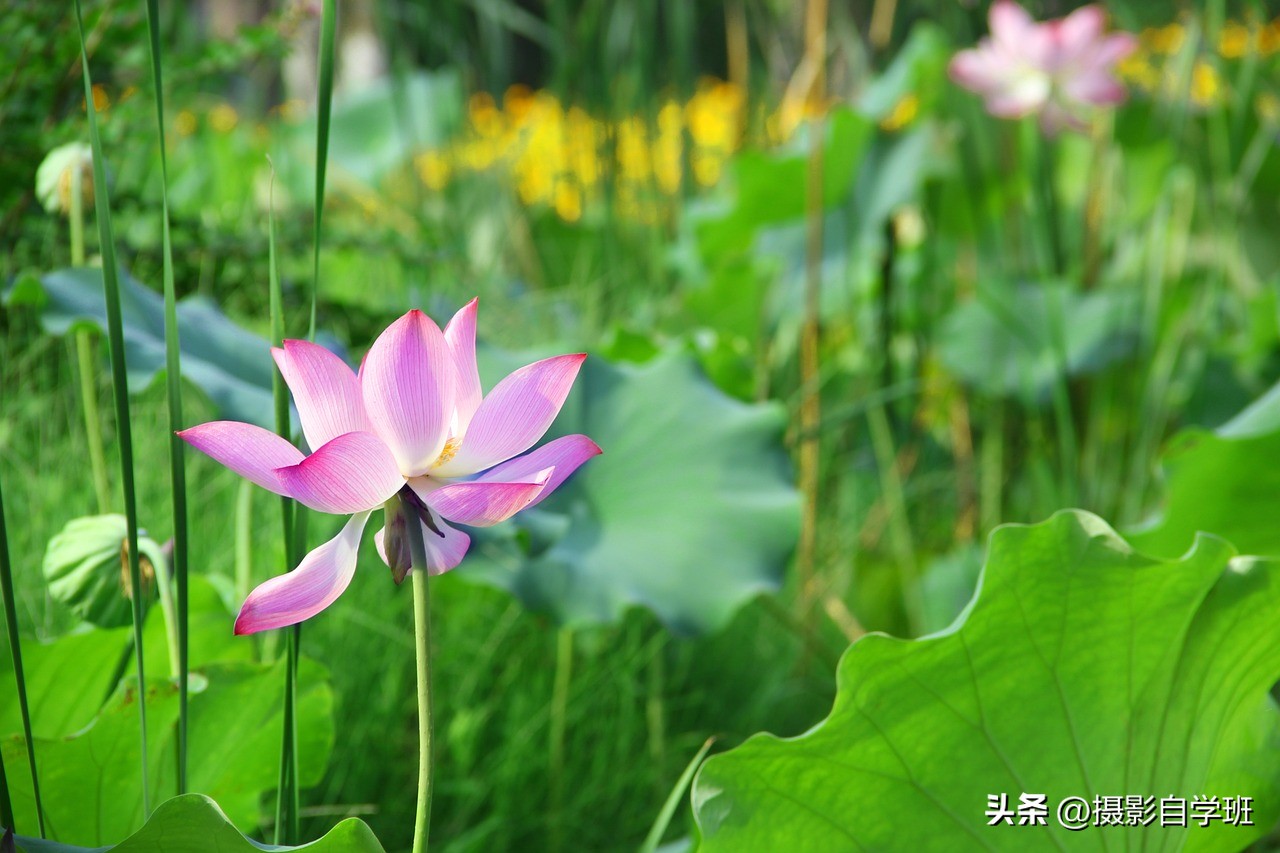 荷花摄影的拍摄方法和技巧,拍摄荷花摄影新手别犯这8个错误