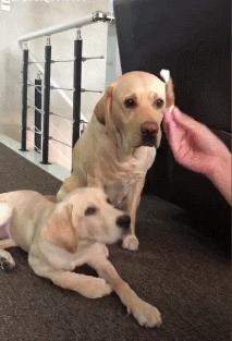 拉布拉多怎么越养越瘦了,自己养的拉布拉多骨架小偏瘦