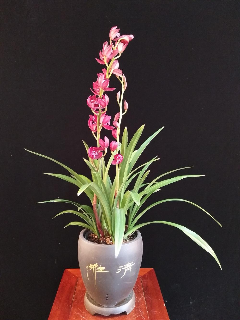 灞变笢鍥藉叞绉嶈嫍,100涓囦竴鑻楃殑鍏拌姳绌剁珶鏄粈涔堜汉鍦ㄤ拱