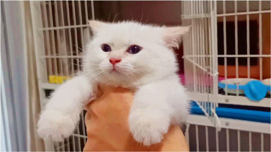 猫咪生长到几个月才会停止成长,猫咪寿命最短的表现