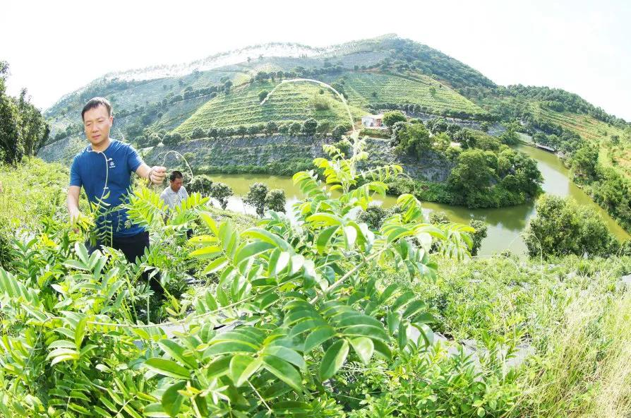 云浮南药产业品种,广东南药十大名药