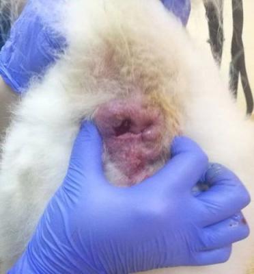 狗狗常见肿瘤有哪些，以及症状，如何治疗