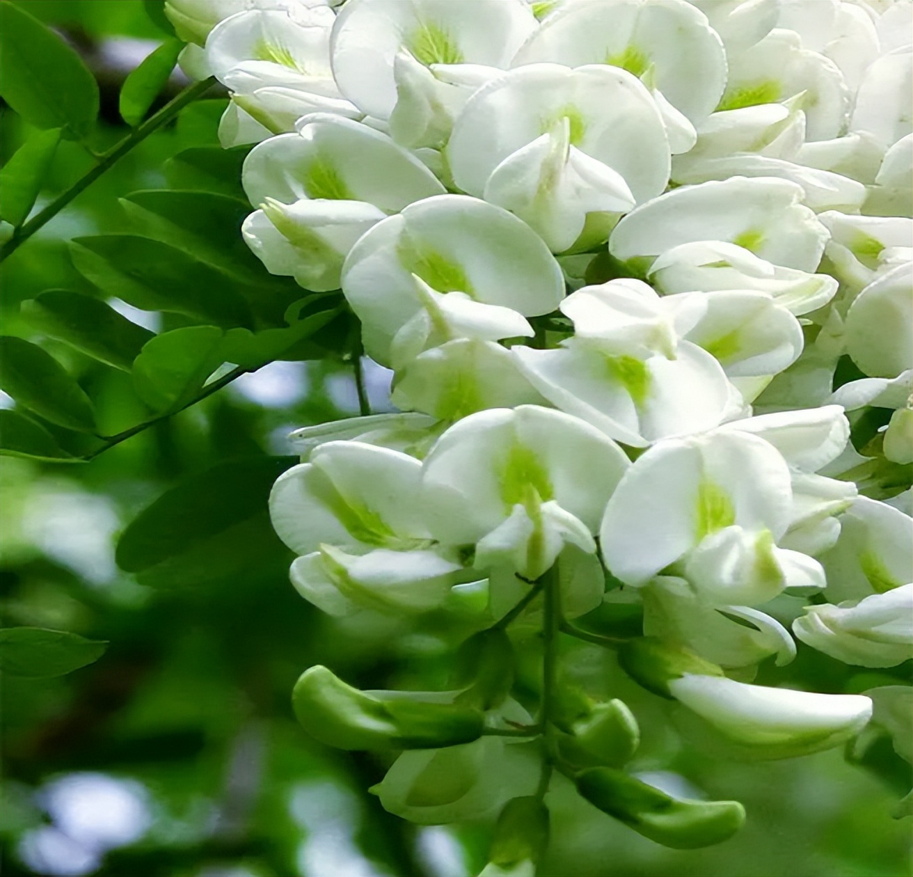 又到了槐花飘香的季节阅读答案,春天的槐花有什么功效