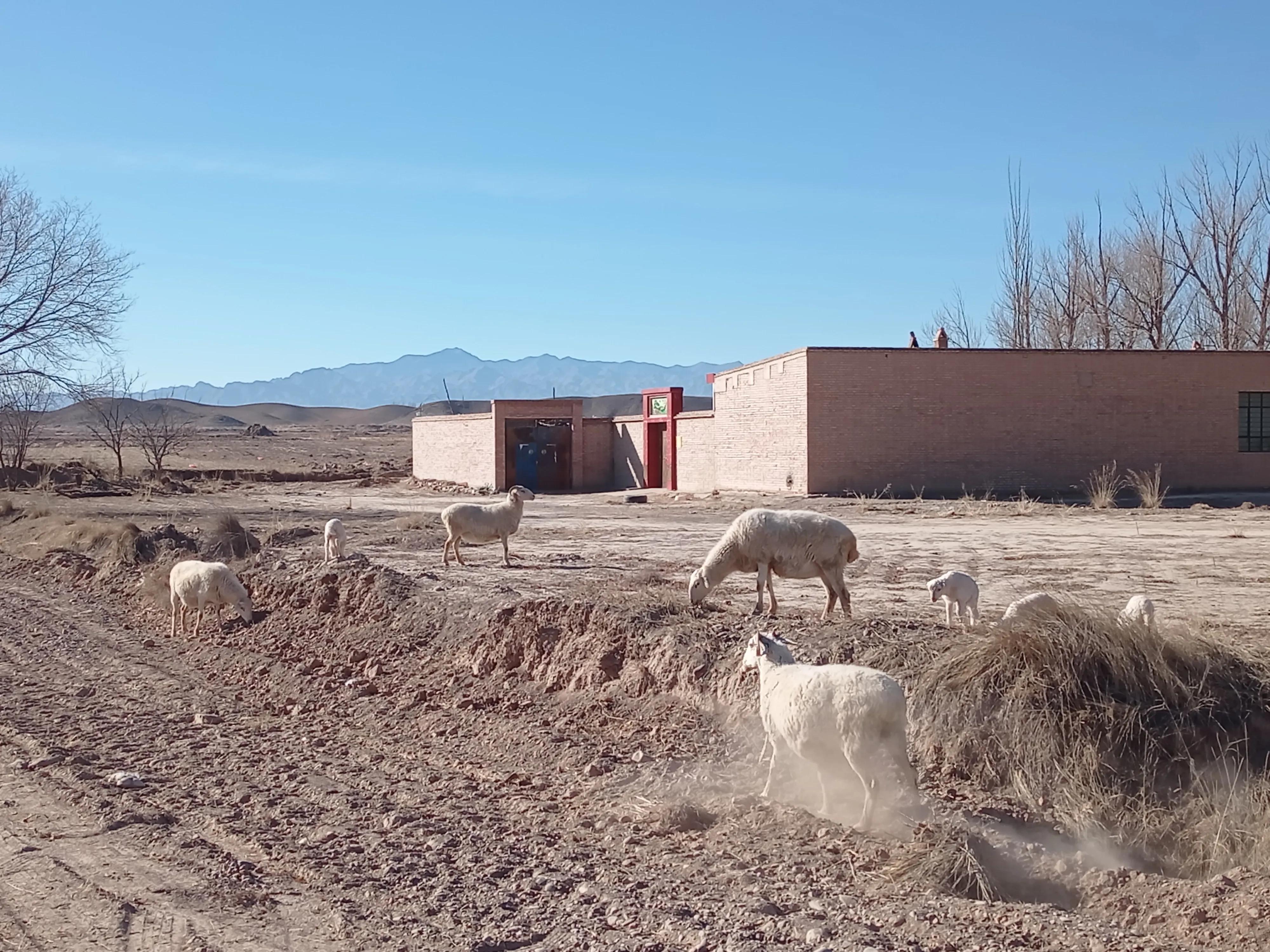 养羊的利润与成本真实笔记,养羊的利润与成本真实比较