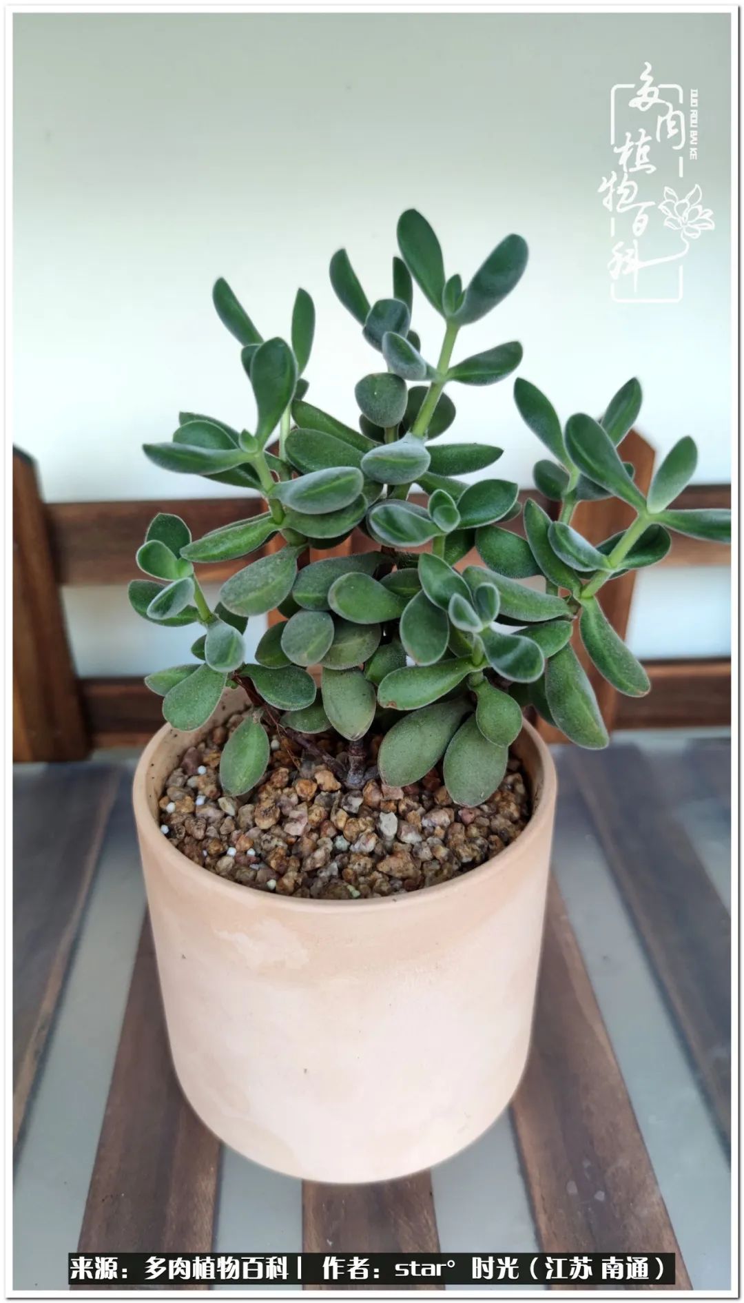养花草怡心怡情,一棵多肉治愈心情