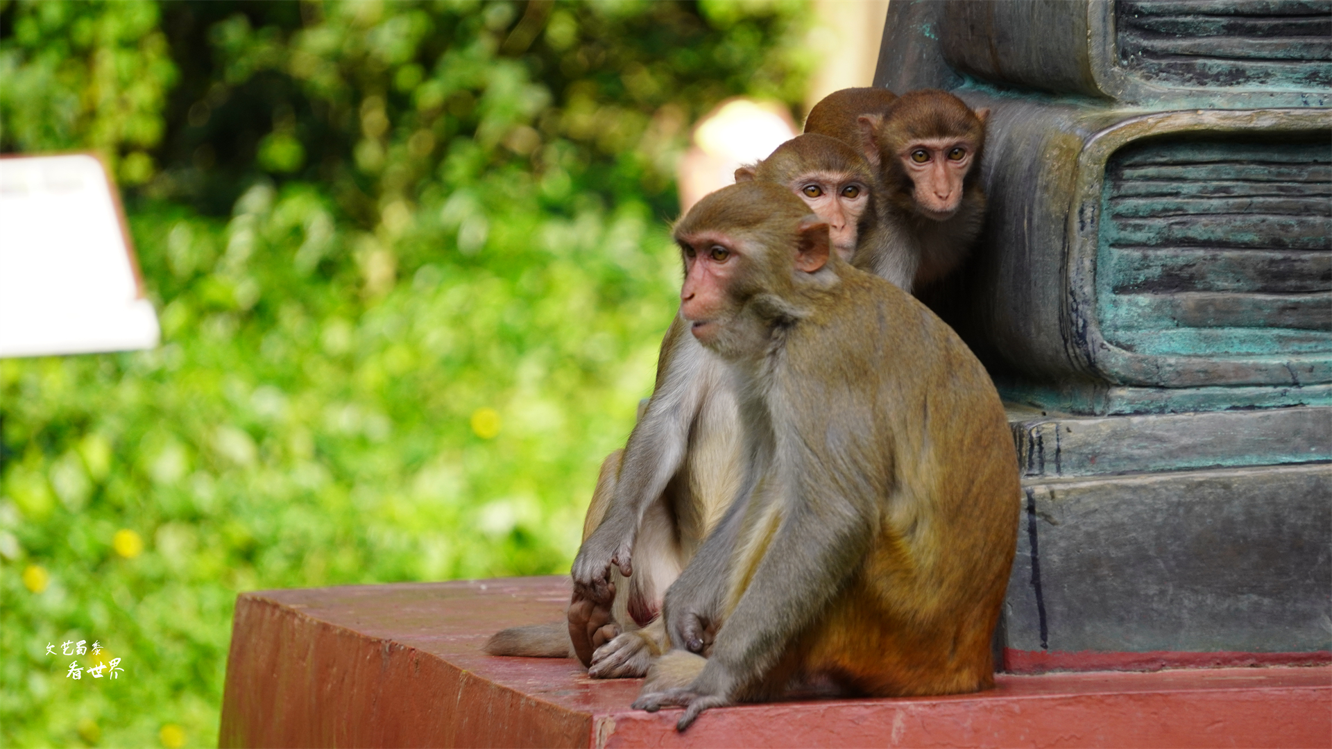 三亚猴岛的猕猴的禁闭室,海南猴岛禁闭室