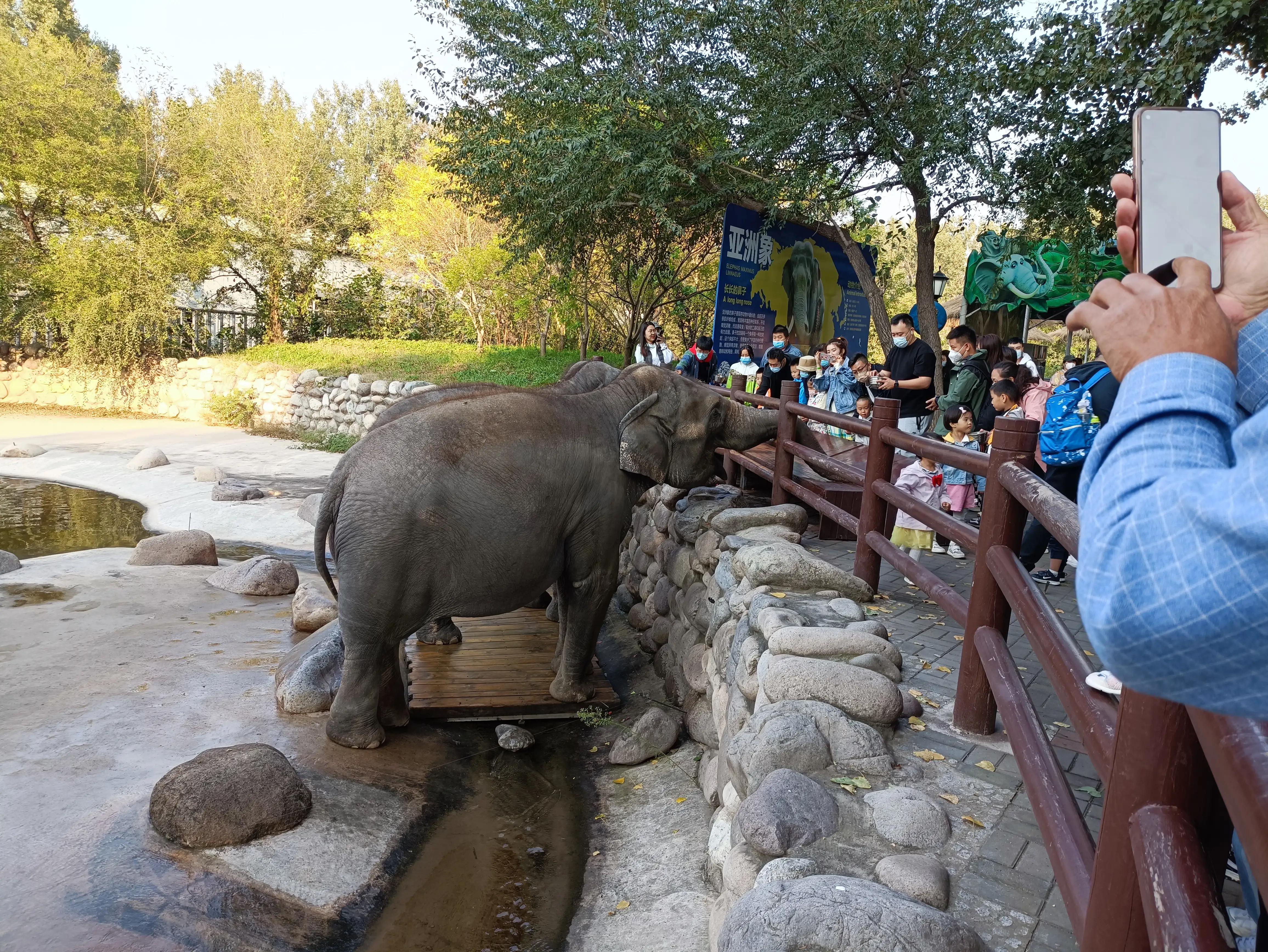 北京动物园和北京野生动物园区别,北京野生动物园狗妈妈和老虎狮子