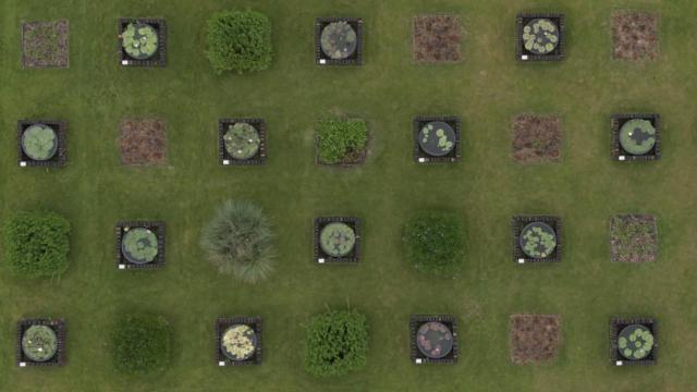 大暑赏莲！95后广东小伙“玩转”睡莲育种成为世界冠军