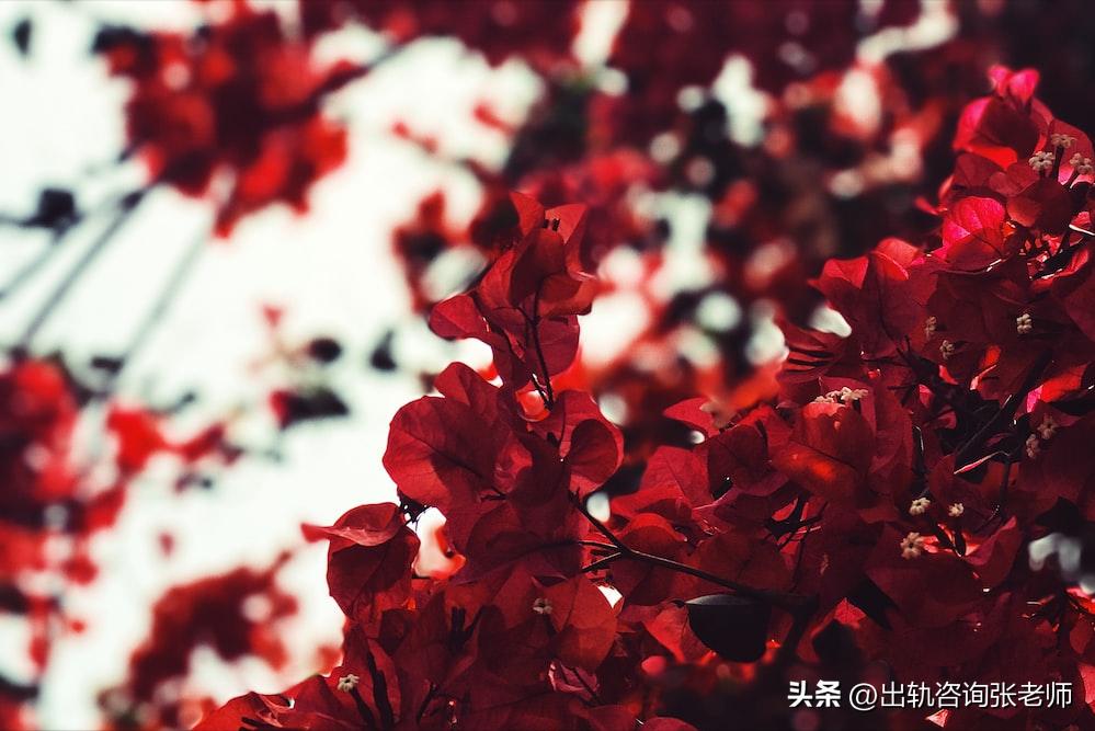 婚姻出轨:有“兔子性格”的人,往往会任人欺辱!