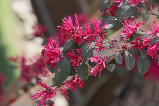 百花种类大全,百花的种类有哪些