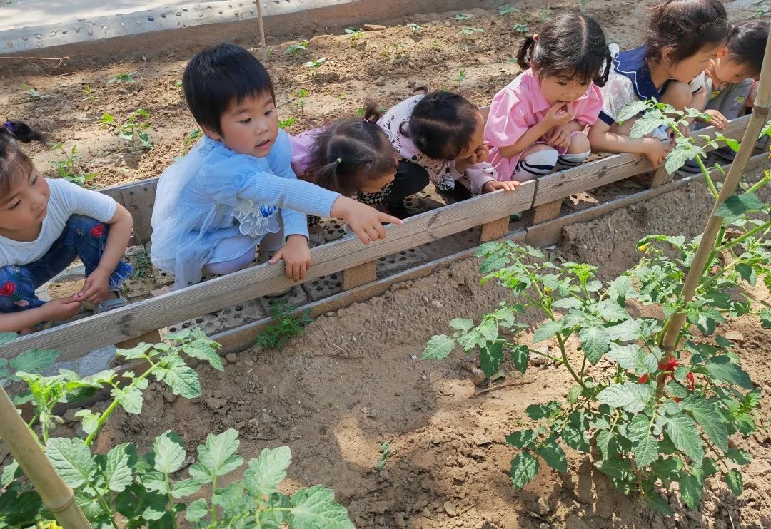 庙后幼儿园小一班《小番茄，大世界》实践活动