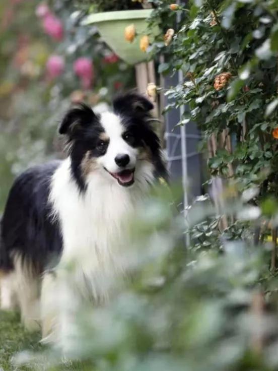 金白边牧犬优点,边牧犬跟金毛的优点和缺点