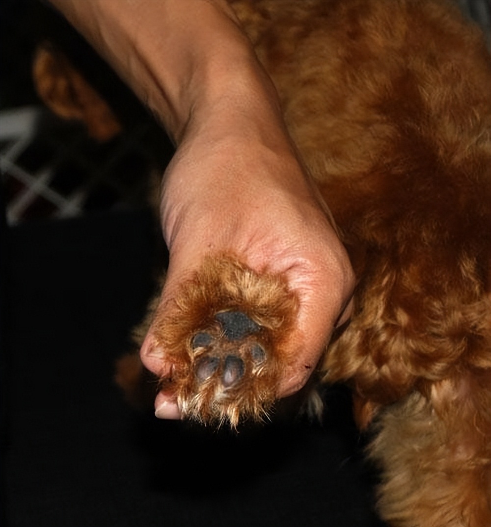 鉴别泰迪纯不纯,巧克力泰迪怎么看纯不纯视频