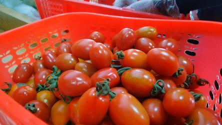 金湾农作物特产是什么呢,金湾区特产推荐