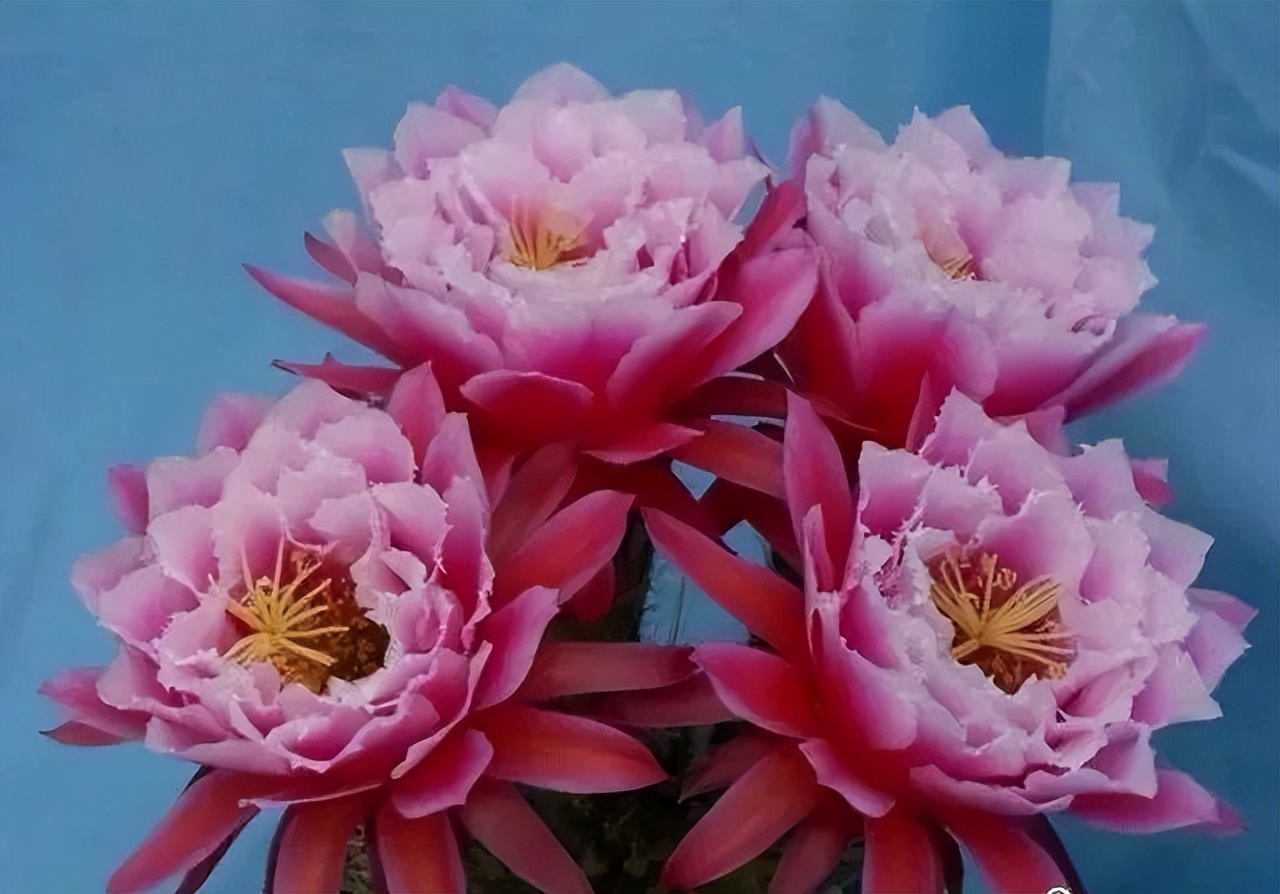 200种·仙人球开花图鉴，大开眼界，美到爆