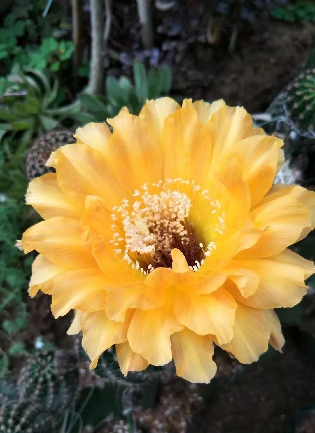 200种·仙人球开花图鉴，大开眼界，美到爆