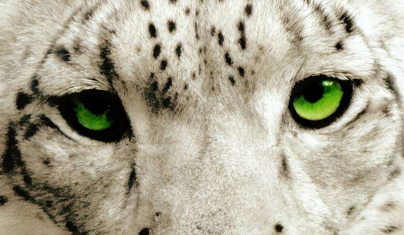 08年新疆牧民捡两只猫崽,新疆牧民捡猫发现是雪豹