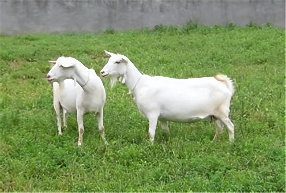 湖北特产十堰,湖北十堰郧西县的特产