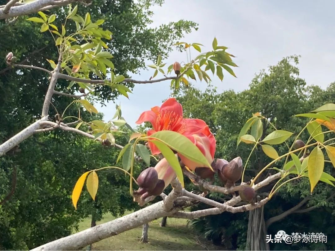 还是金山小区好哇！美丽舒适，闹中取静