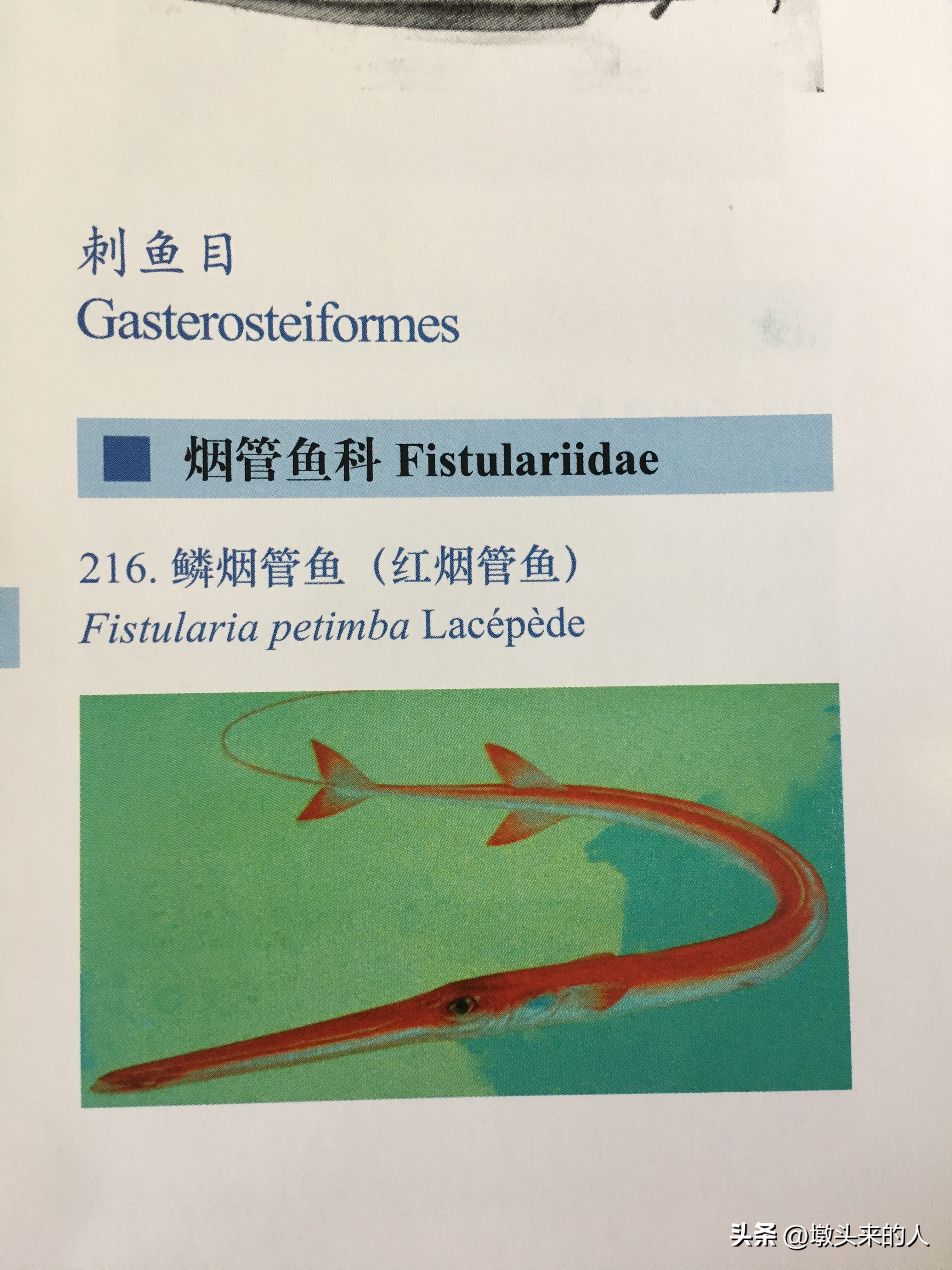 海鲜尖嘴鱼怎么做好吃,三亚海里哪种鱼最好吃