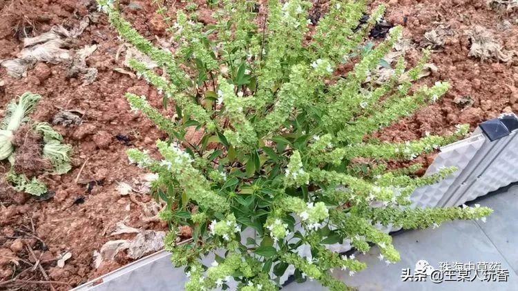 石家庄挖野菜攻略,挖野菜攻略