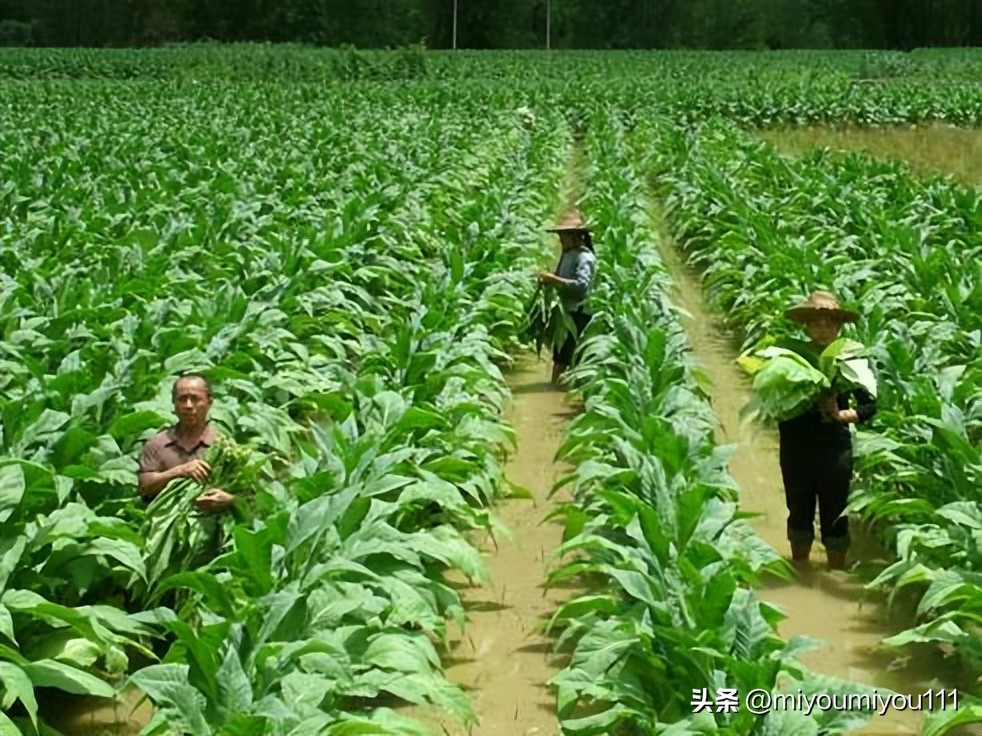 卷烟厂、*草烟**公司、*草烟**专卖局…*草烟**行业有多香？看完长见识了