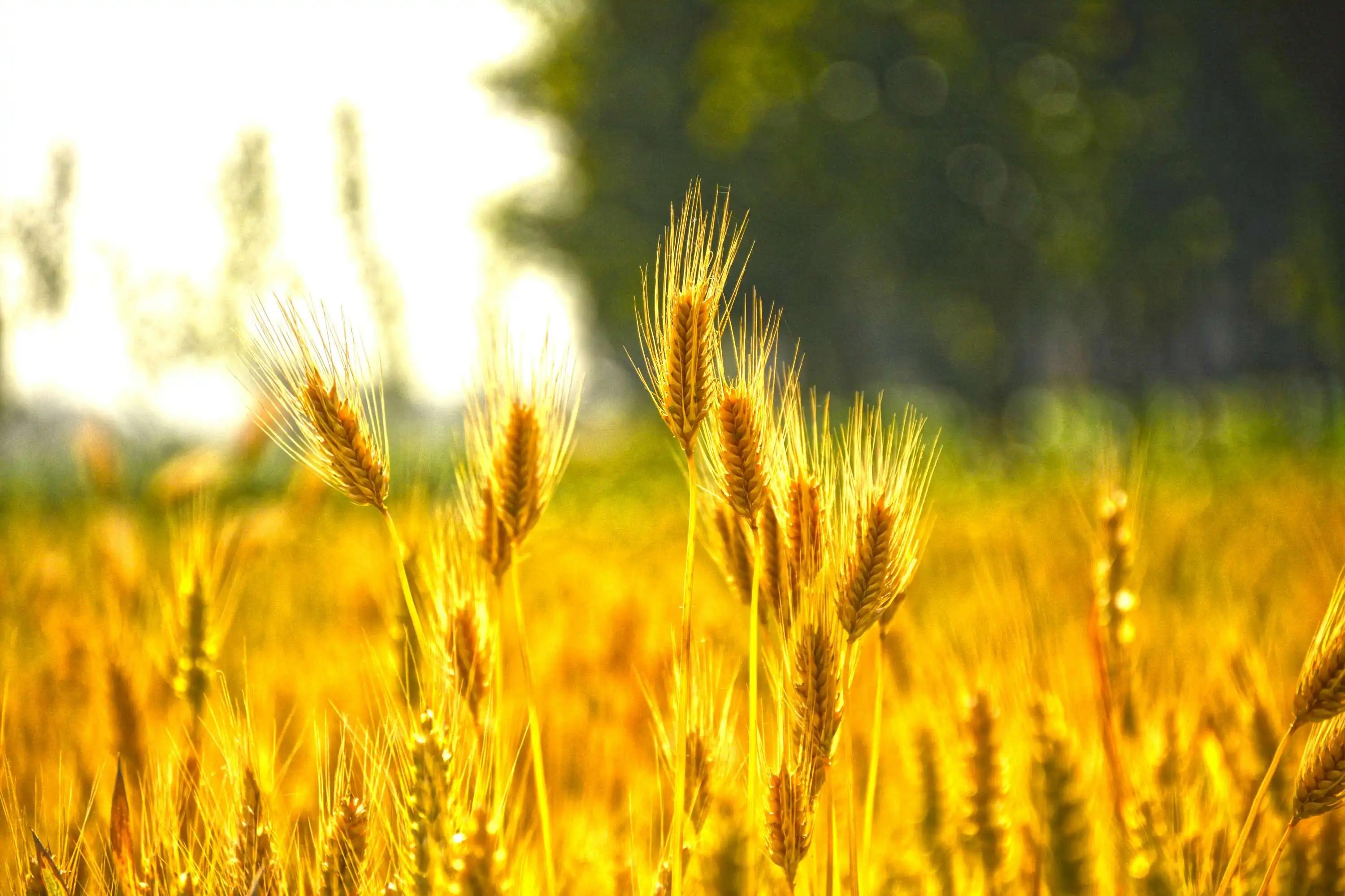 德国啤酒好还是日本啤酒好,德国啤酒与英国啤酒哪个好