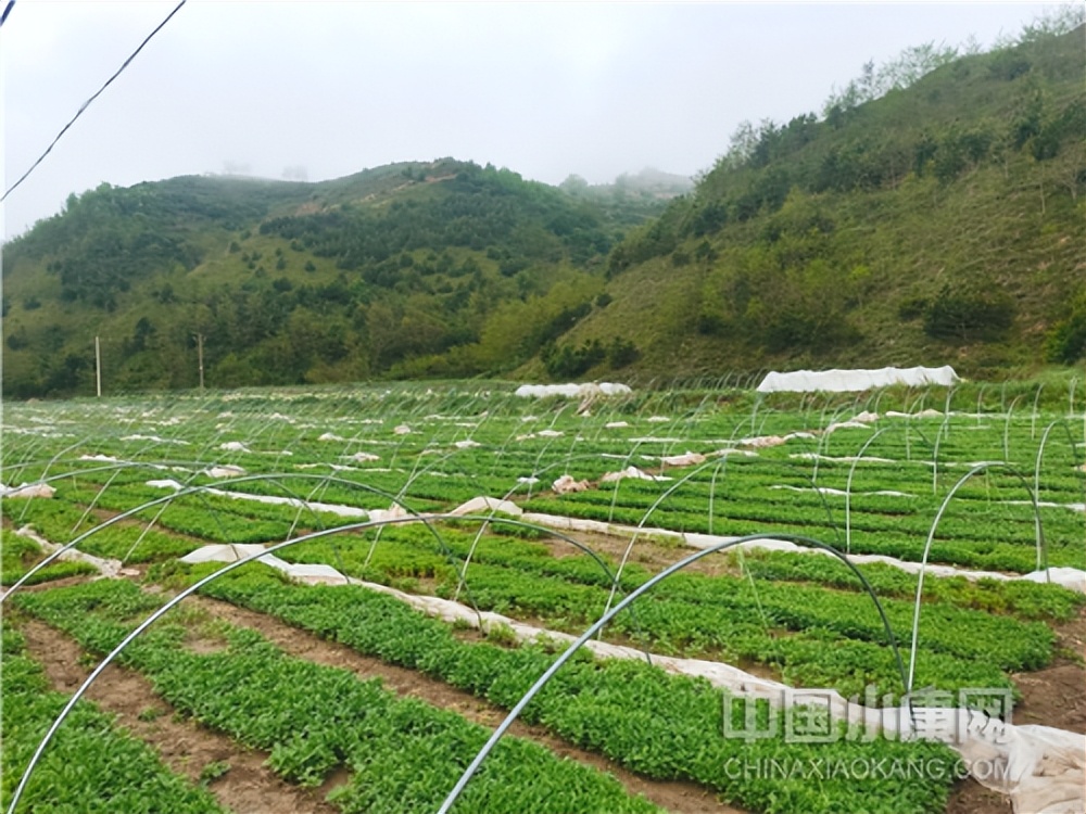 灏忔潙澶т簨鍏嶈垂闃呰,灏忔潙澶т簨鐪熷疄鏁呬簨