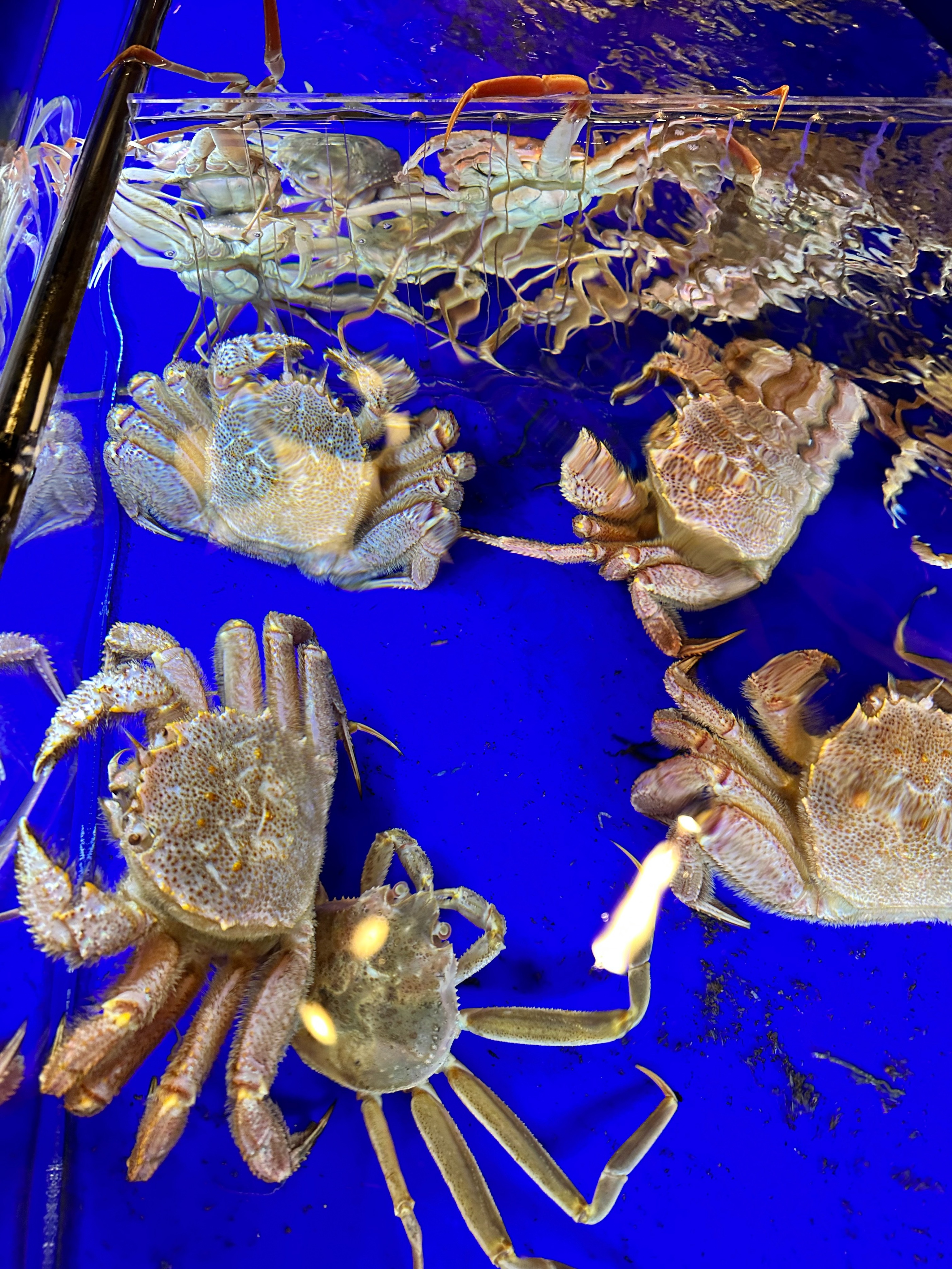 大阪全蟹宴,持中国护照日本签证哪些国家免签