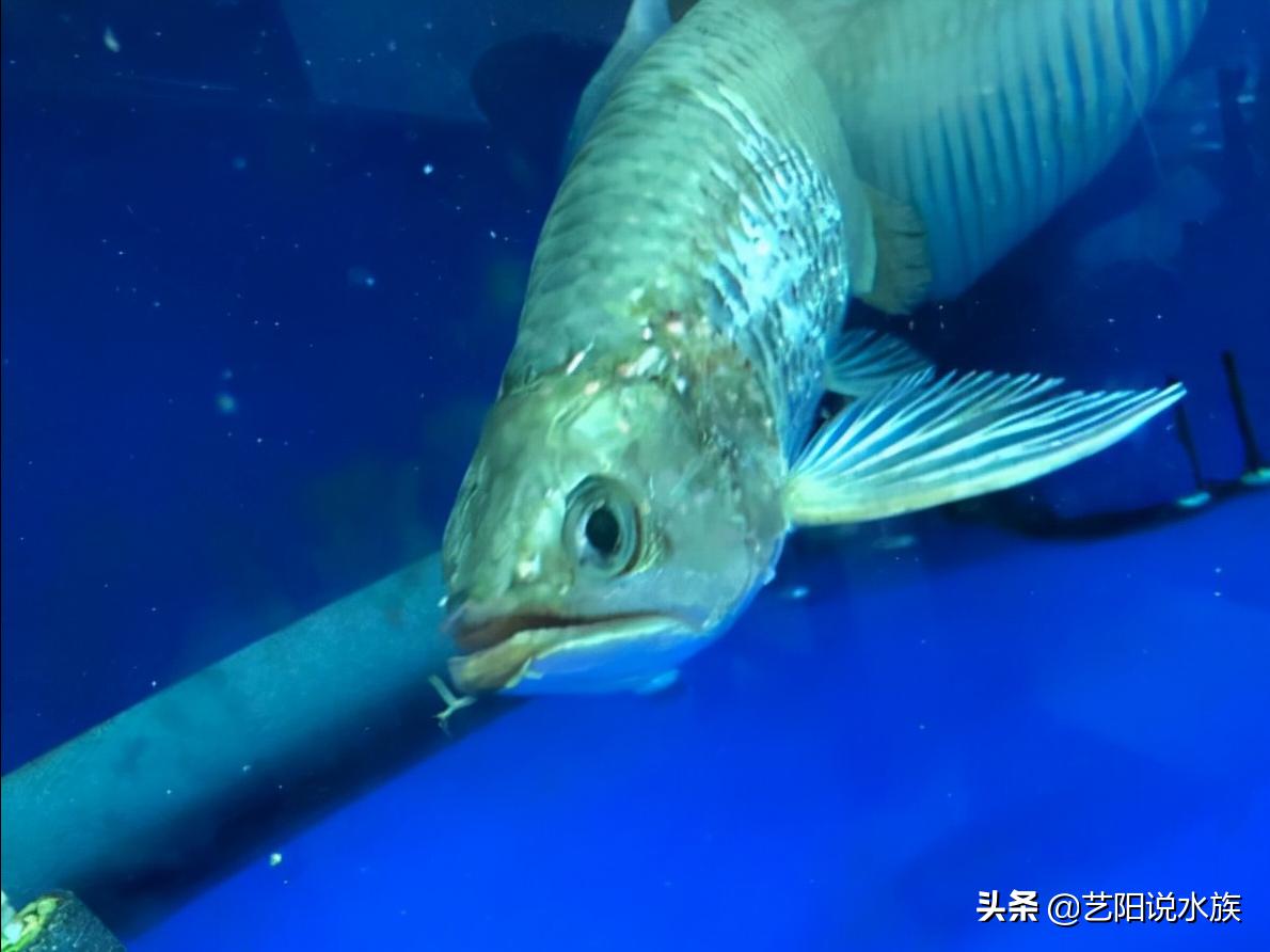 龙鱼总是撞缸掉鳞怎么办,龙鱼直接断尾能恢复原样吗