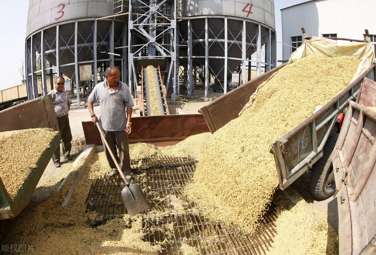 大豆行情今日大豆价格走势,今日全国各地大豆价格行情走势
