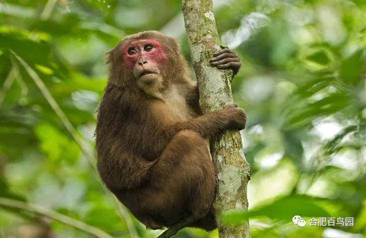 猴崽苦练猴爪功和铁砂掌，随母逃亡八年后竟然一掌成王|故事