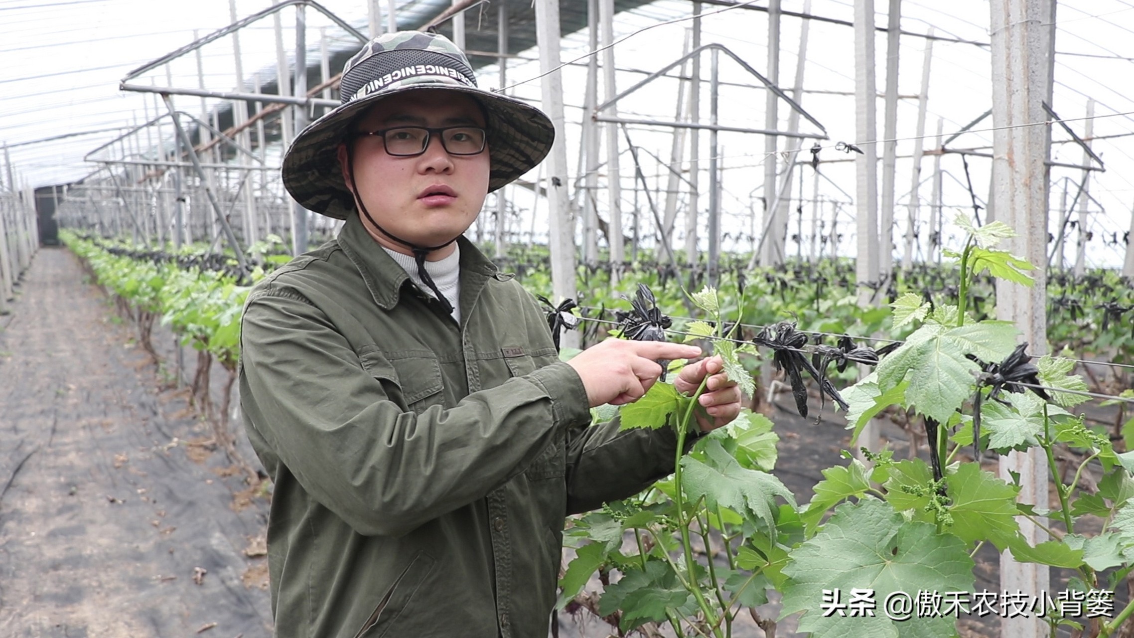 怎样让葡萄长势又好产量又高？春季果园管理重点抓好这5点