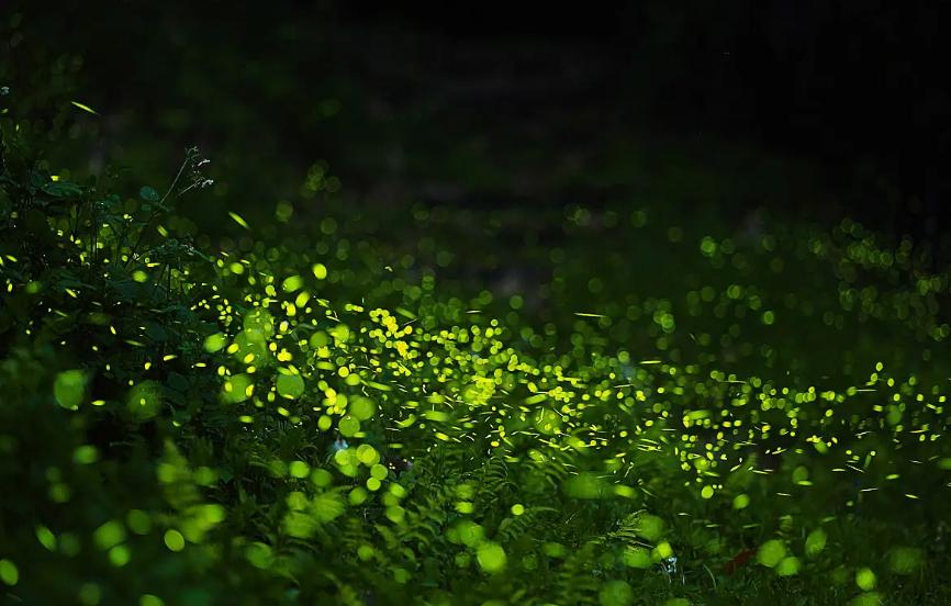 萤火虫夏夜唯美诗句,最美的夜景古诗词