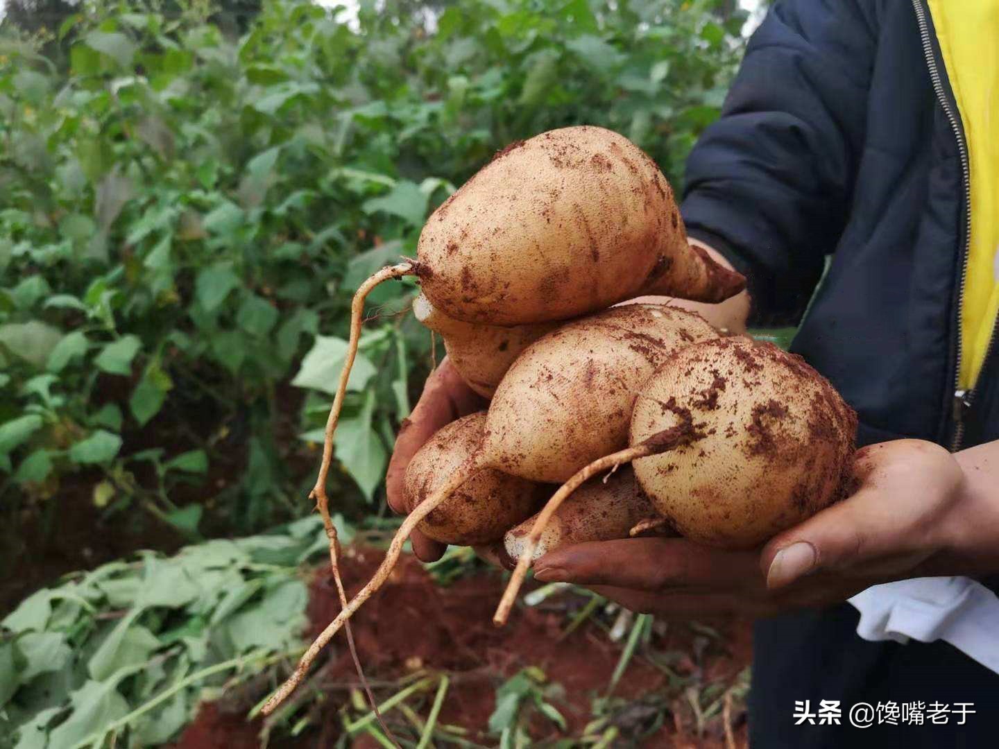 糖分比较低的适合老年人吃的水果,低糖高营养中老年人要多吃