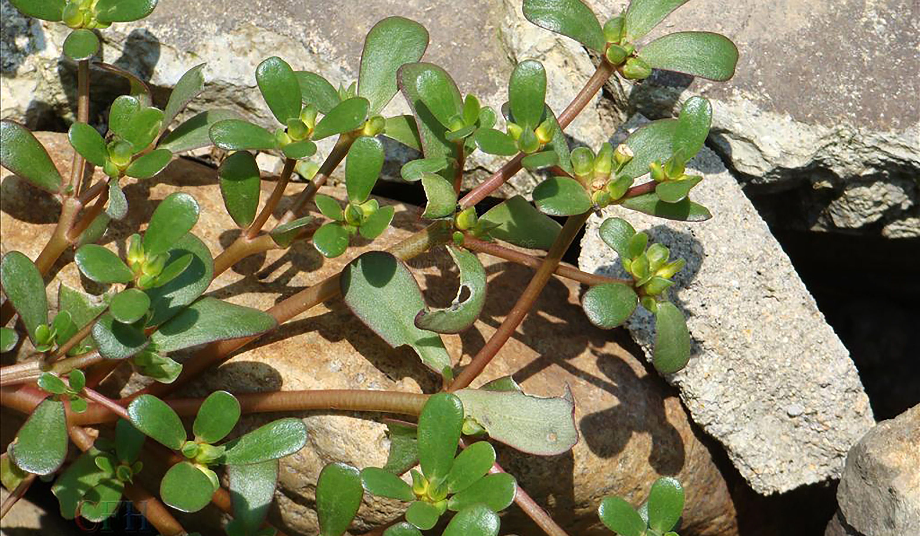 纯天然绿色食品马齿苋野菜美食,马齿苋是天然绿色食品