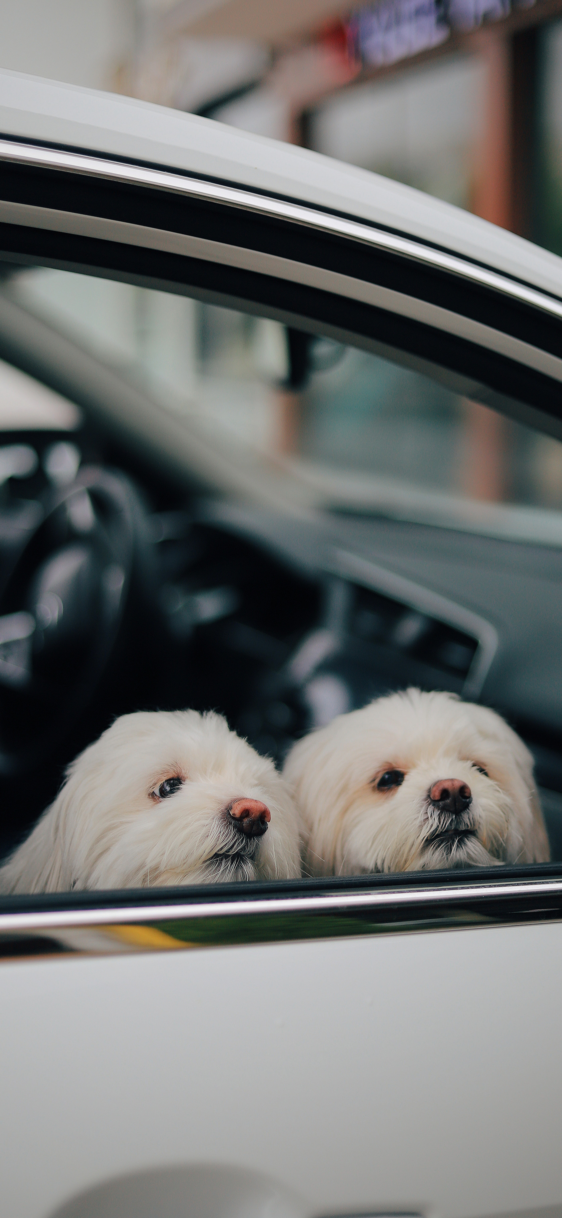 超大尺寸二次元壁纸,李沁超大尺寸全屏壁纸