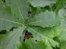 蒙古栎树也叫橡树,蒙古栎辽东栎的区别